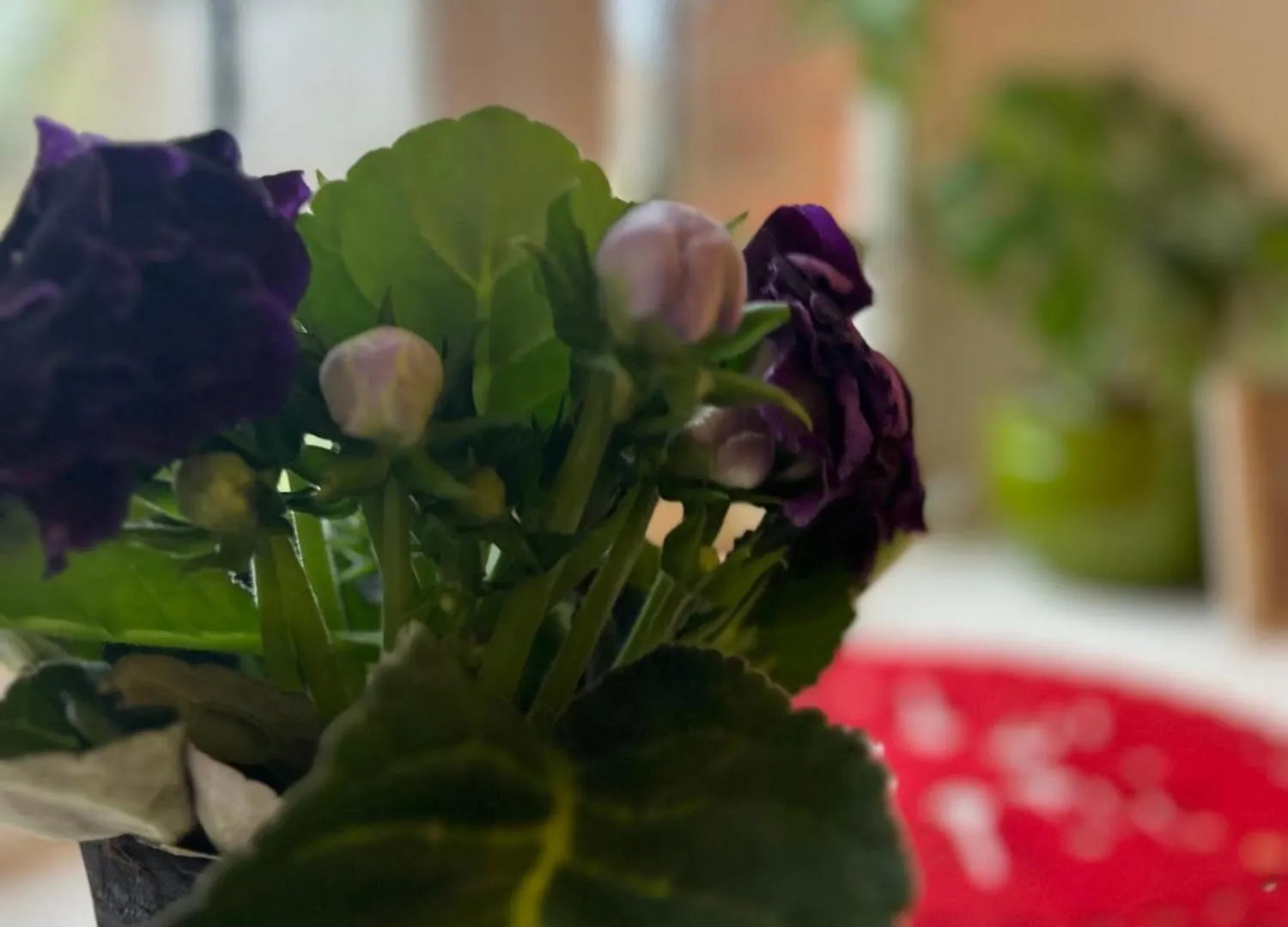 Maison D'Hotes & Savonnerie De Bonnefon Saint-Chely-d'Aubrac Bed & Breakfast